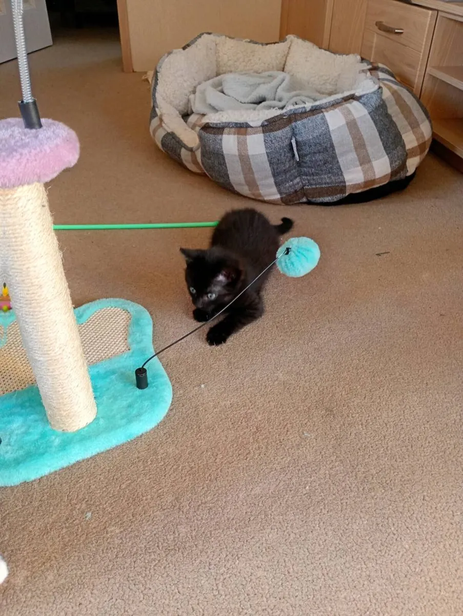 Kittens - Image 3