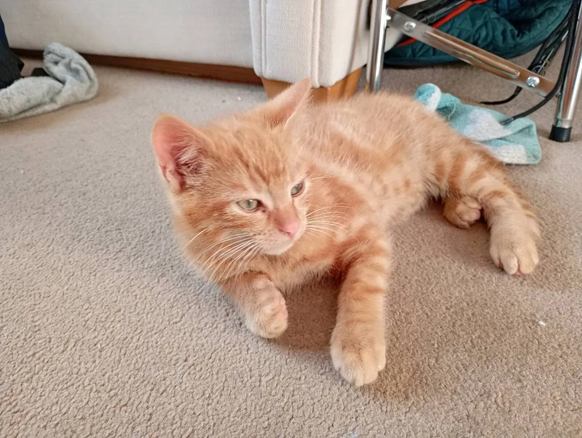 Kittens - Image 1