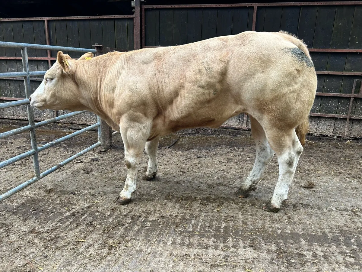 Show Heifers - Image 3