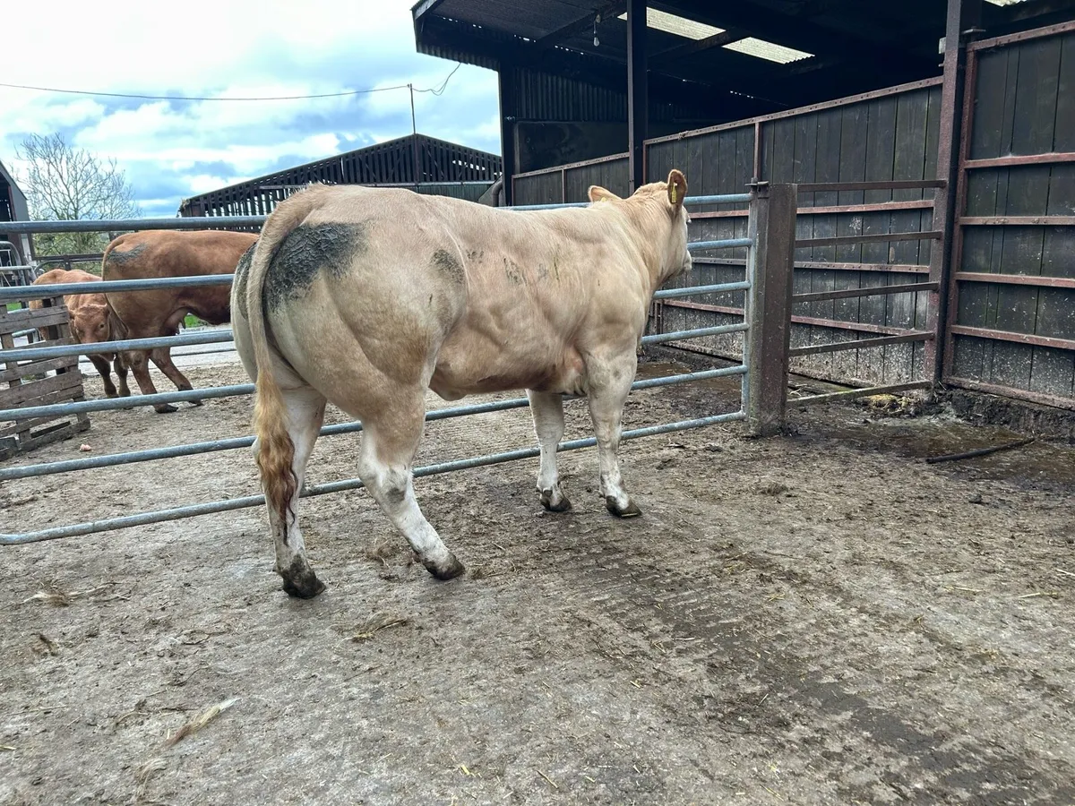 Show Heifers - Image 4