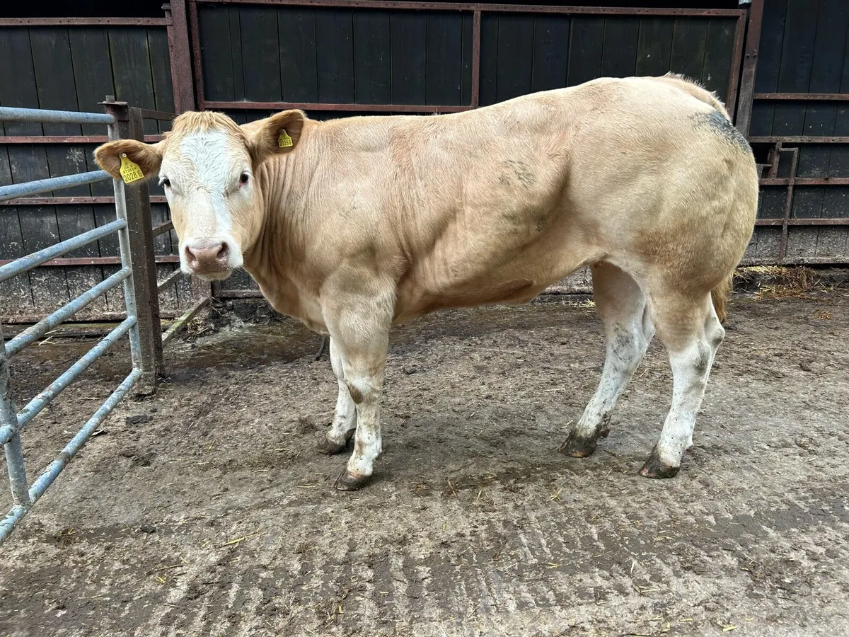 Show Heifers - Image 1