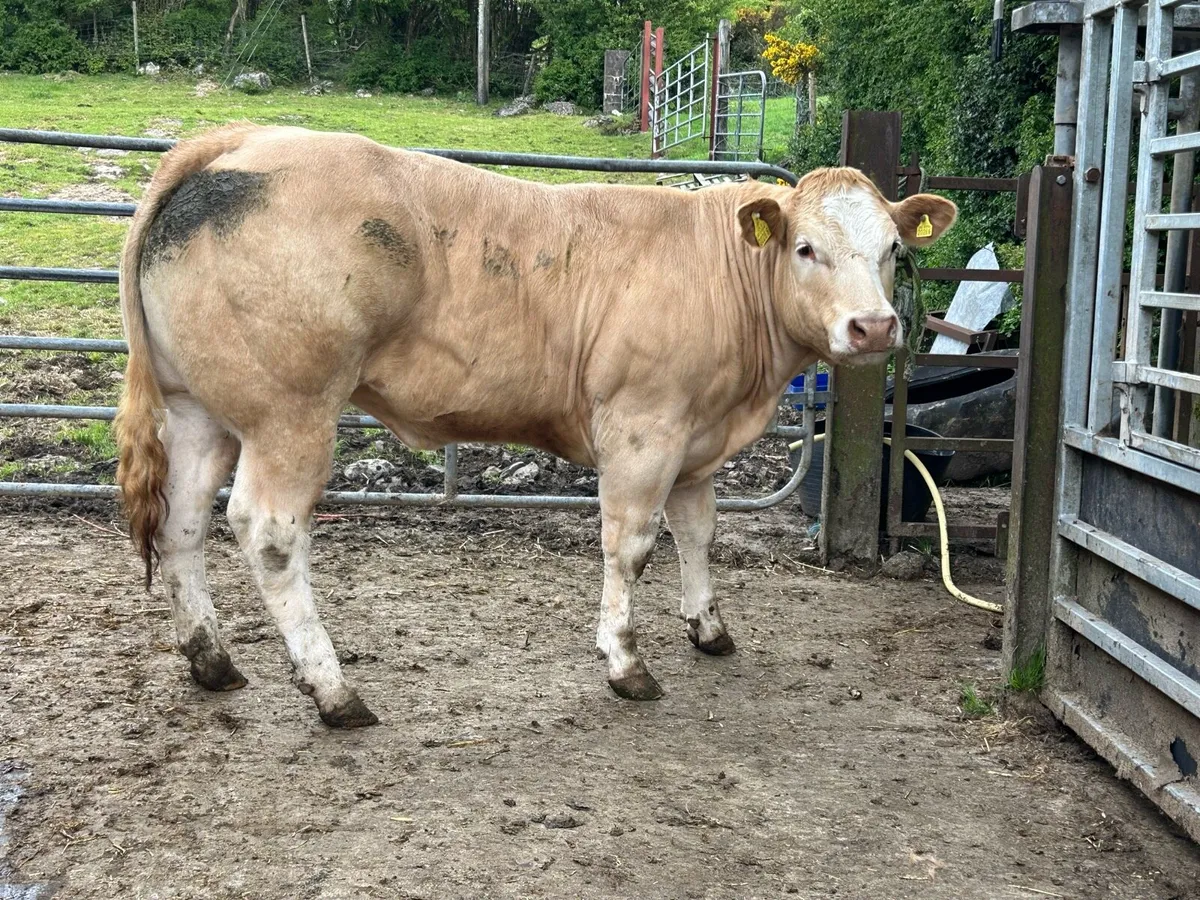 Show Heifers - Image 2