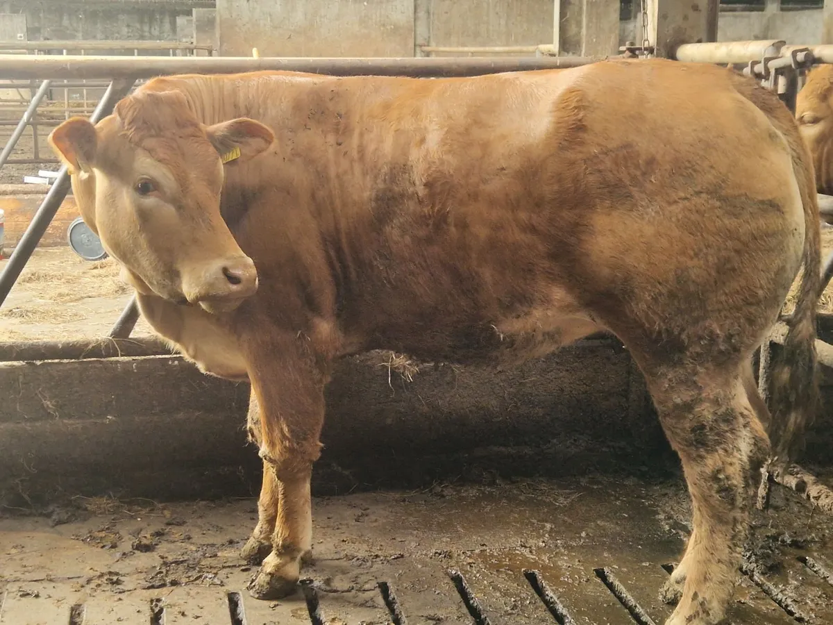 PBR Limousine Heifer - Image 2