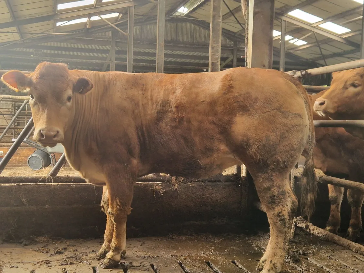 PBR Limousine Heifer - Image 1