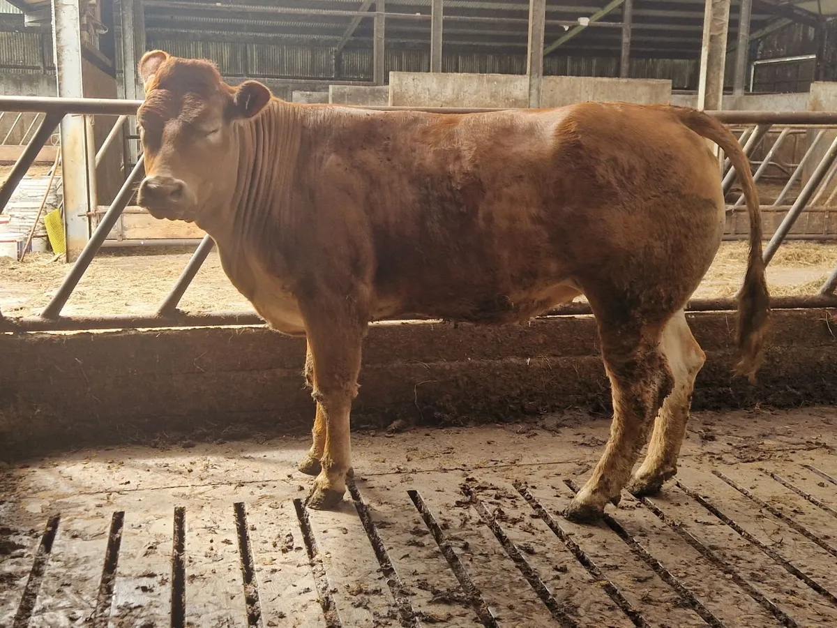 PBR Limousine Heifer - Image 4