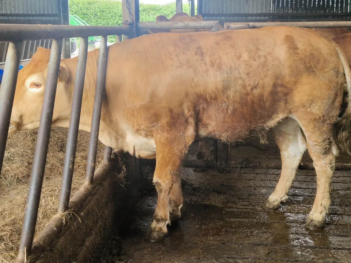 PBR Limousine Heifer - Image 3