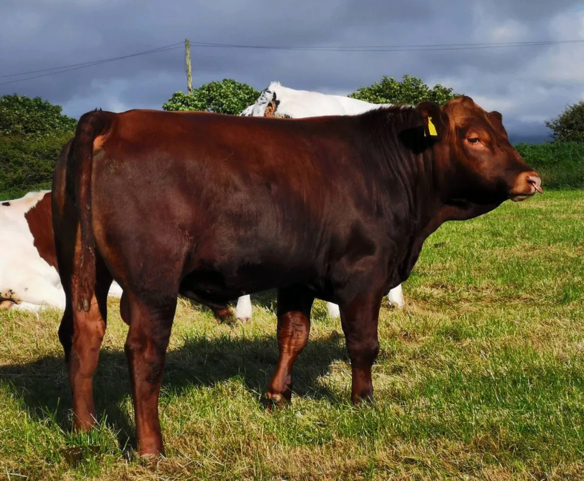 Registered Pedigree Red Angus Bull - Image 1