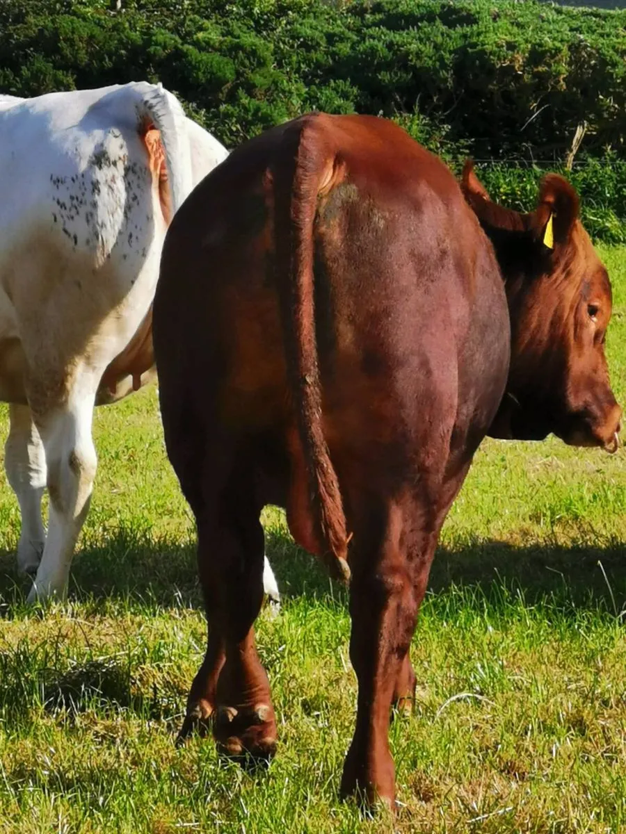 Registered Pedigree Red Angus Bull - Image 2
