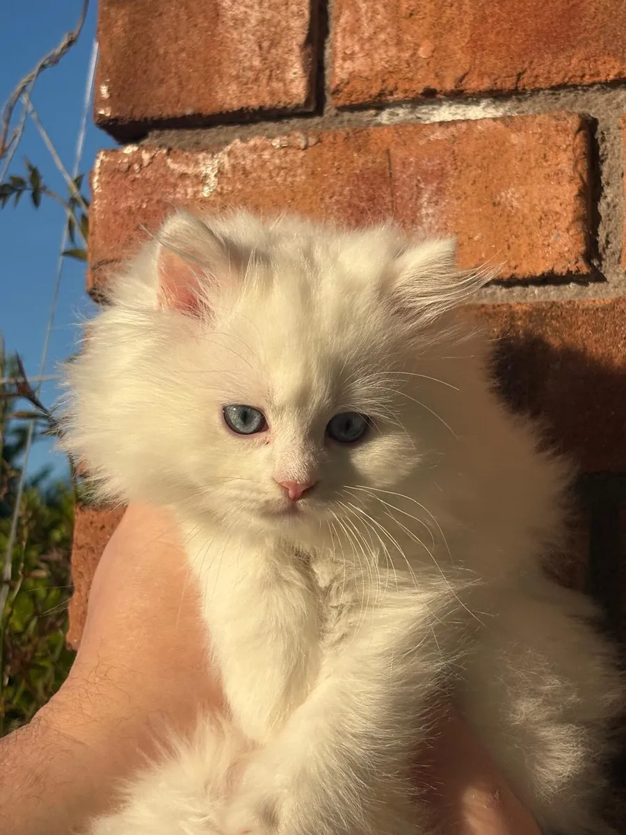 🐾British longhair kitten-Blue eyes🐾 - Image 1