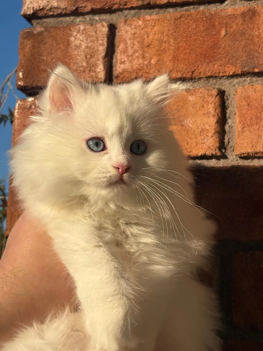 🐾British longhair kitten-Blue eyes🐾 - Image 2