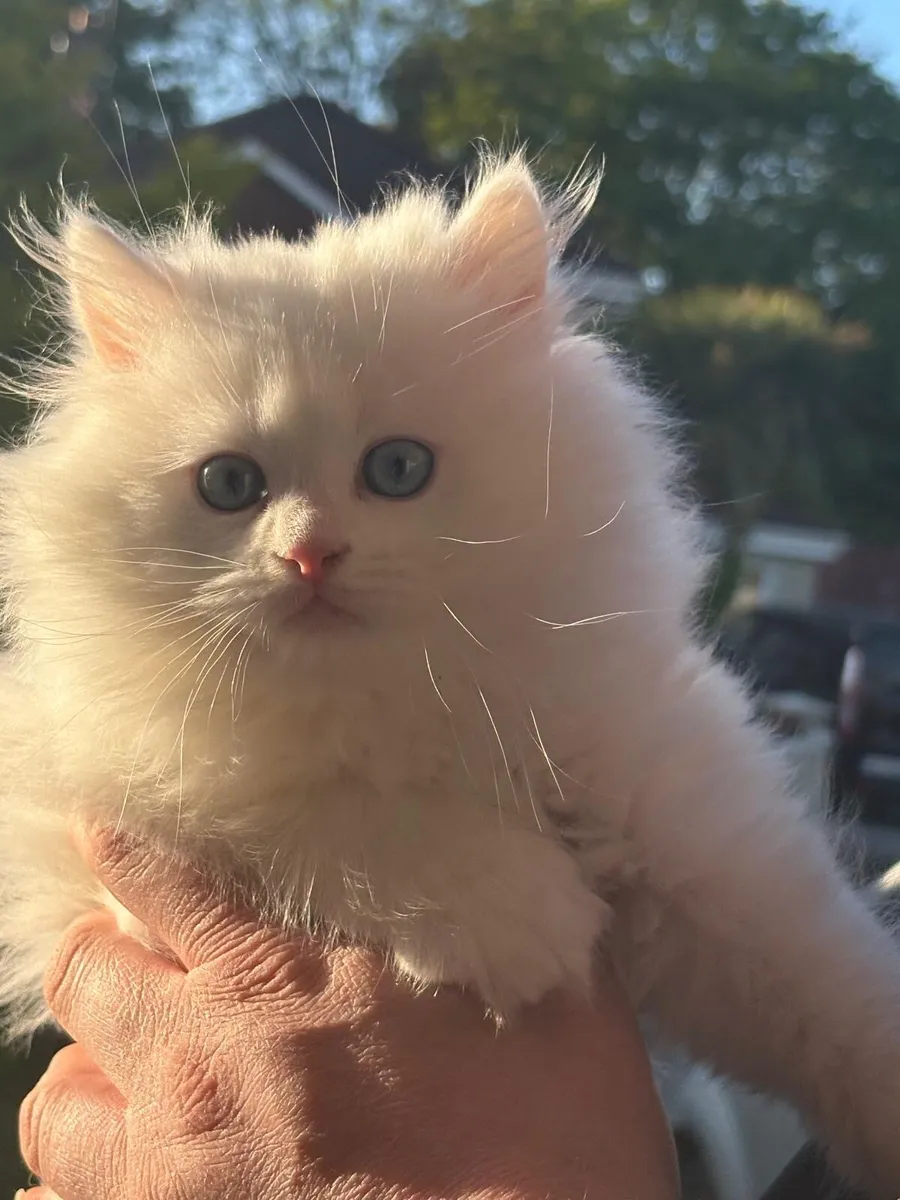 🐾British longhair kitten-Blue eyes🐾 - Image 3