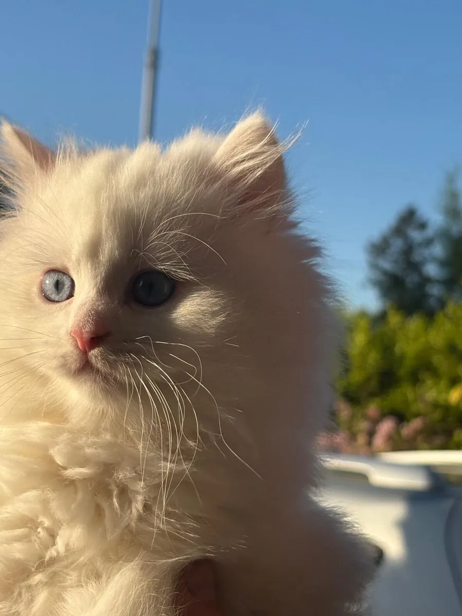 🐾British longhair kitten-Blue eyes🐾 - Image 4