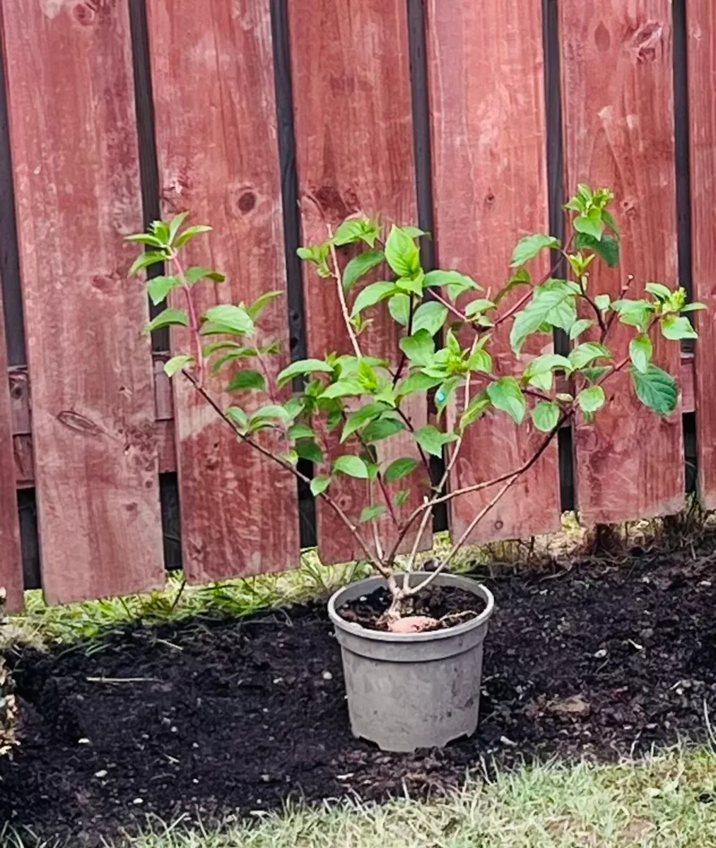 Plants - Image 2