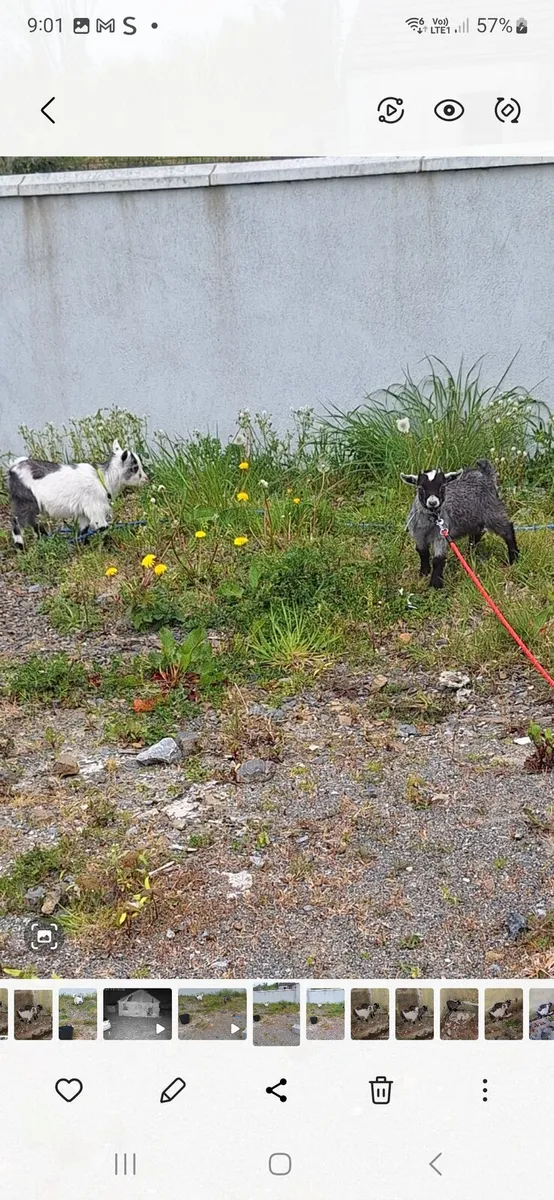 2 twin pygmy goats - Image 3