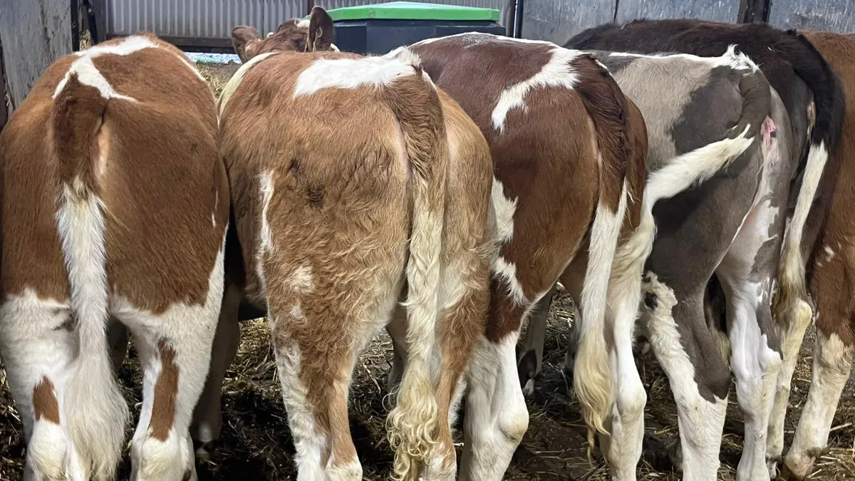 ⭐️ 7 Super Simmental Heifers ⭐️ - Image 2