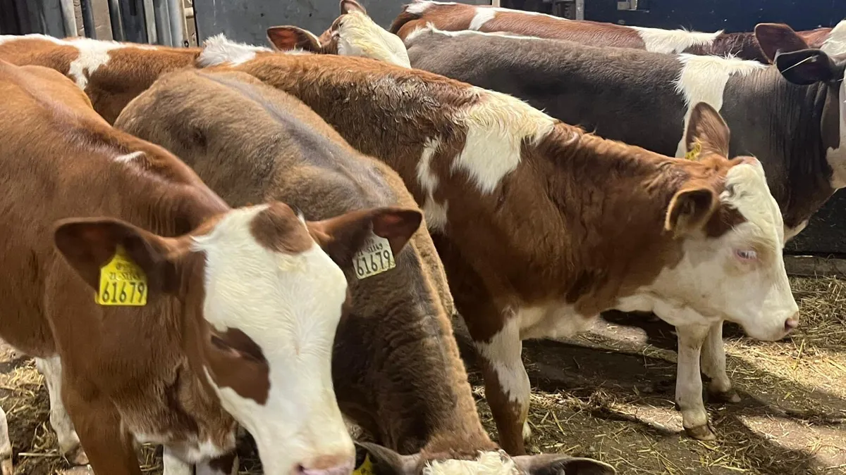 ⭐️ 7 Super Simmental Heifers ⭐️ - Image 3