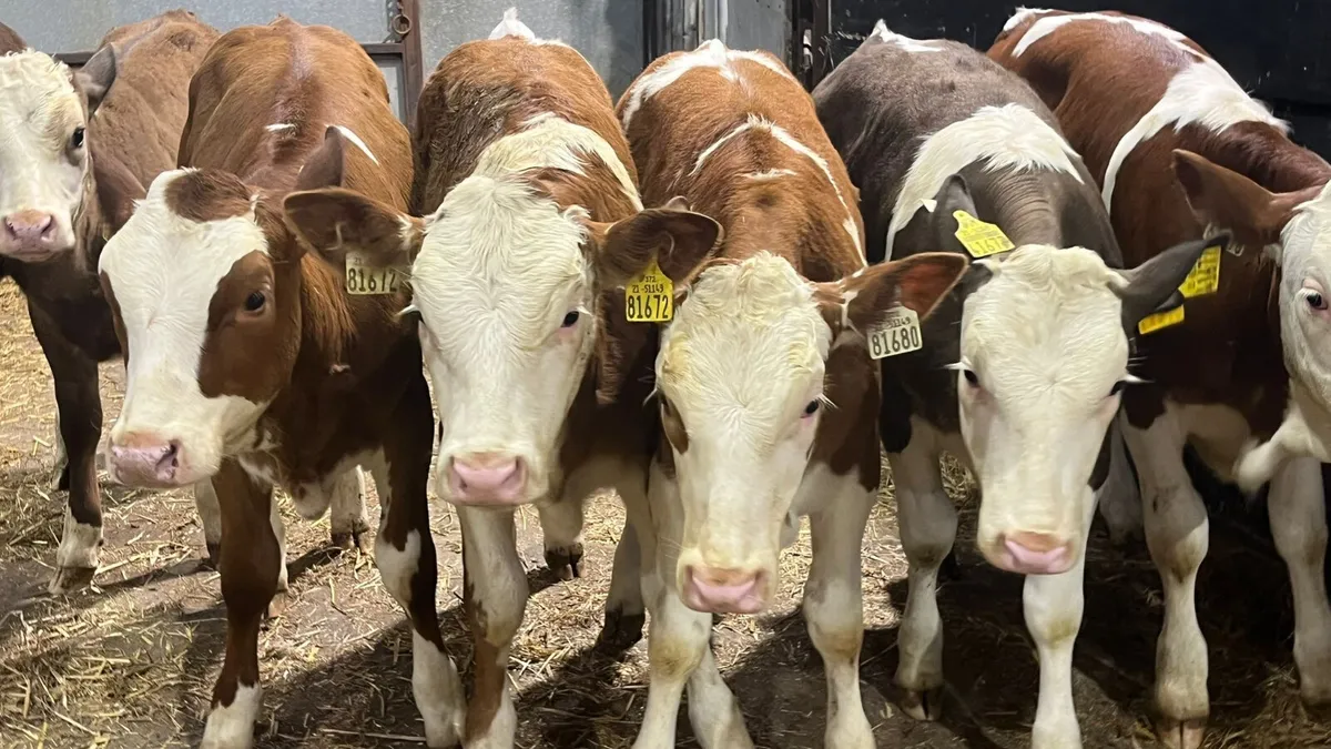 ⭐️ 7 Super Simmental Heifers ⭐️ - Image 1