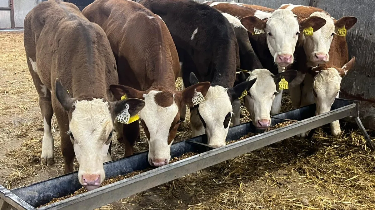 ⭐️ 7 Super Simmental Heifers ⭐️ - Image 4