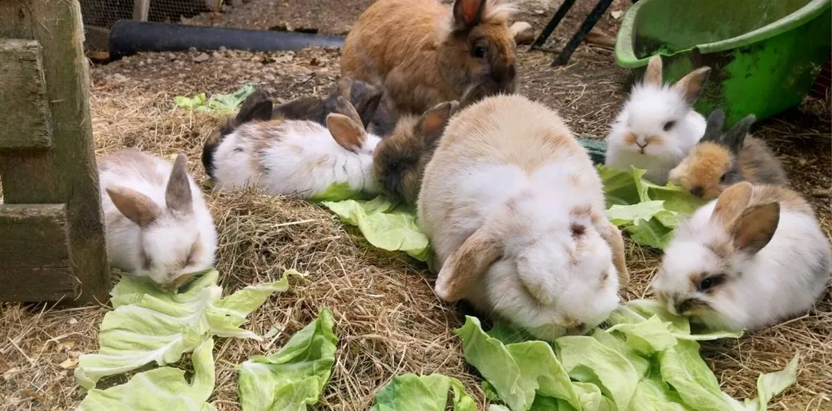 Beautiful baby bunnies - Image 2