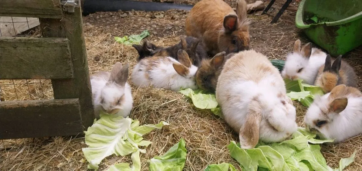 Beautiful baby bunnies - Image 3