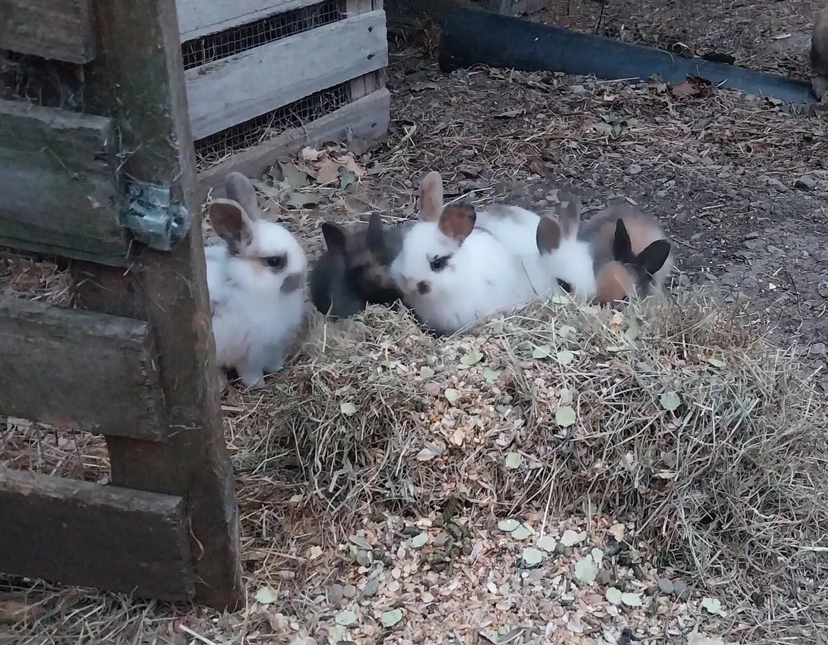 Beautiful baby bunnies - Image 1