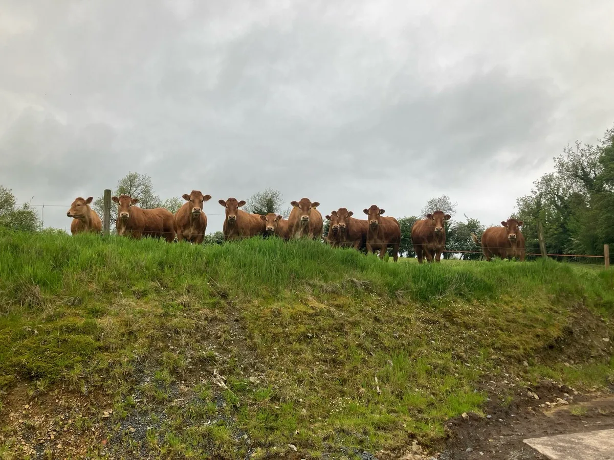 Bovine Scanning Mayo 13th June