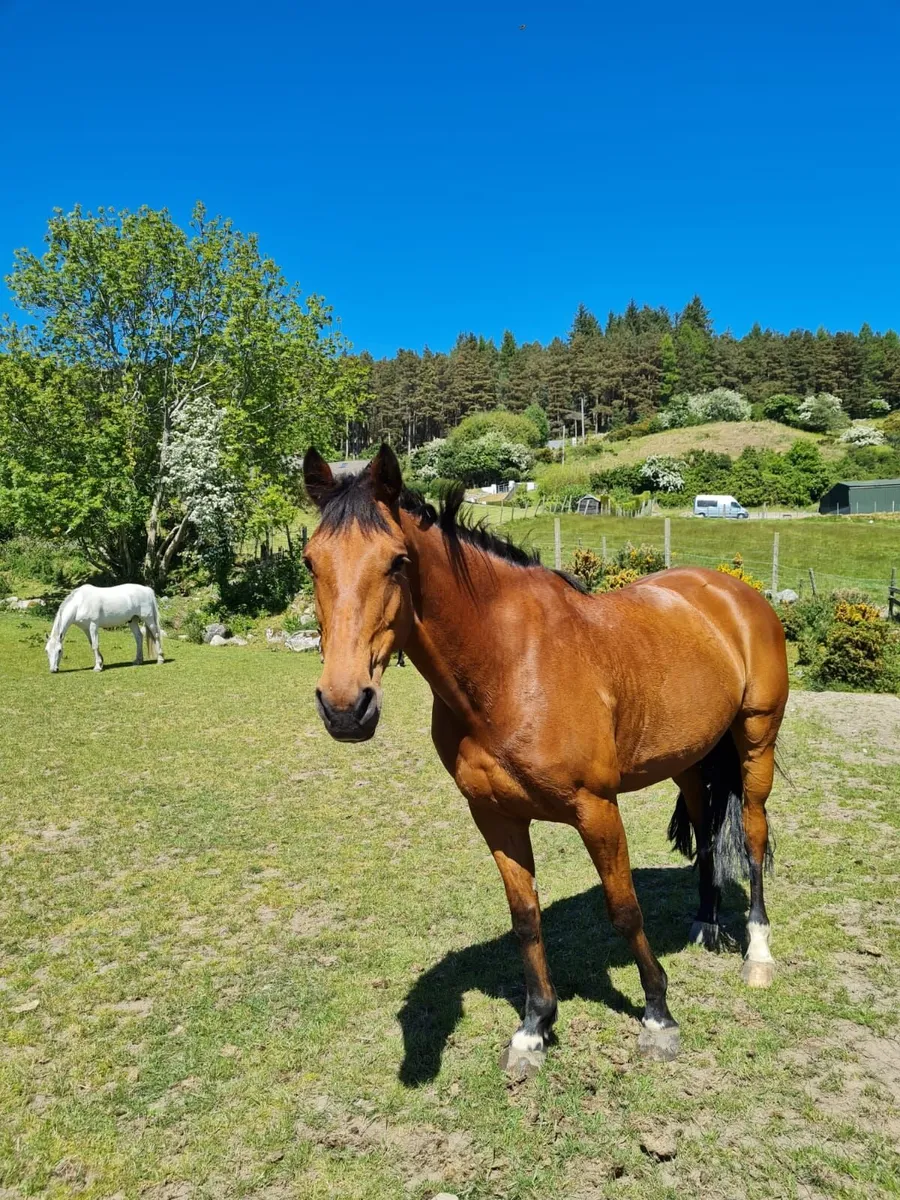 Broodmare - Image 1