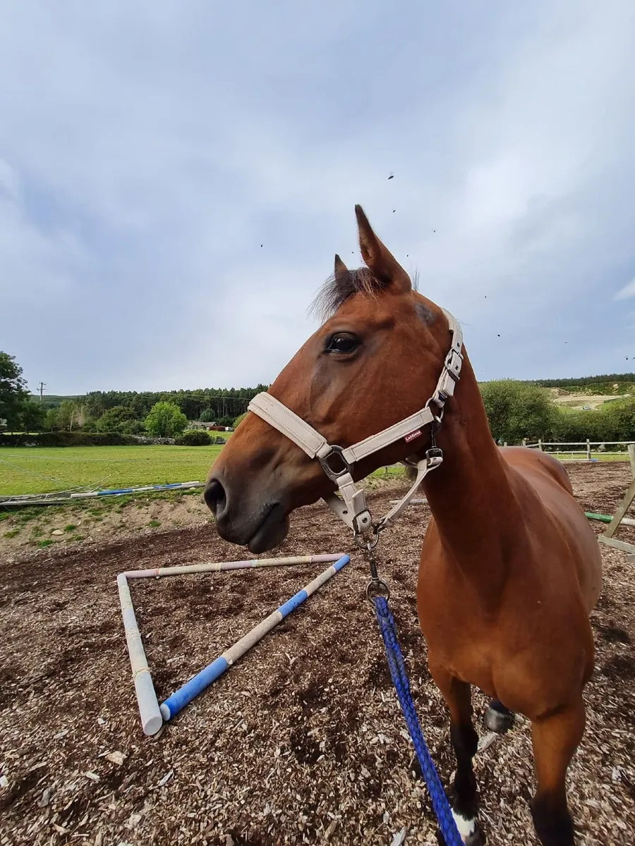 Broodmare - Image 3