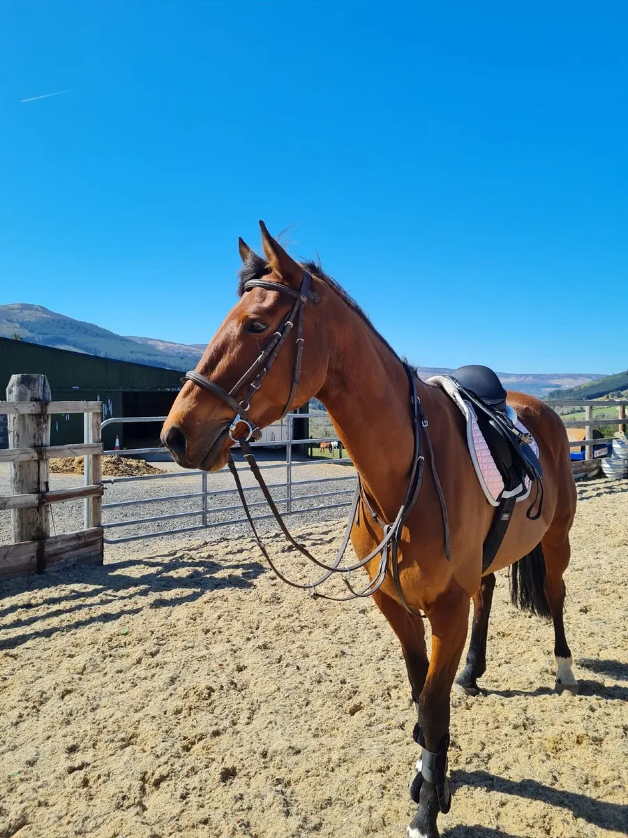 Broodmare - Image 2