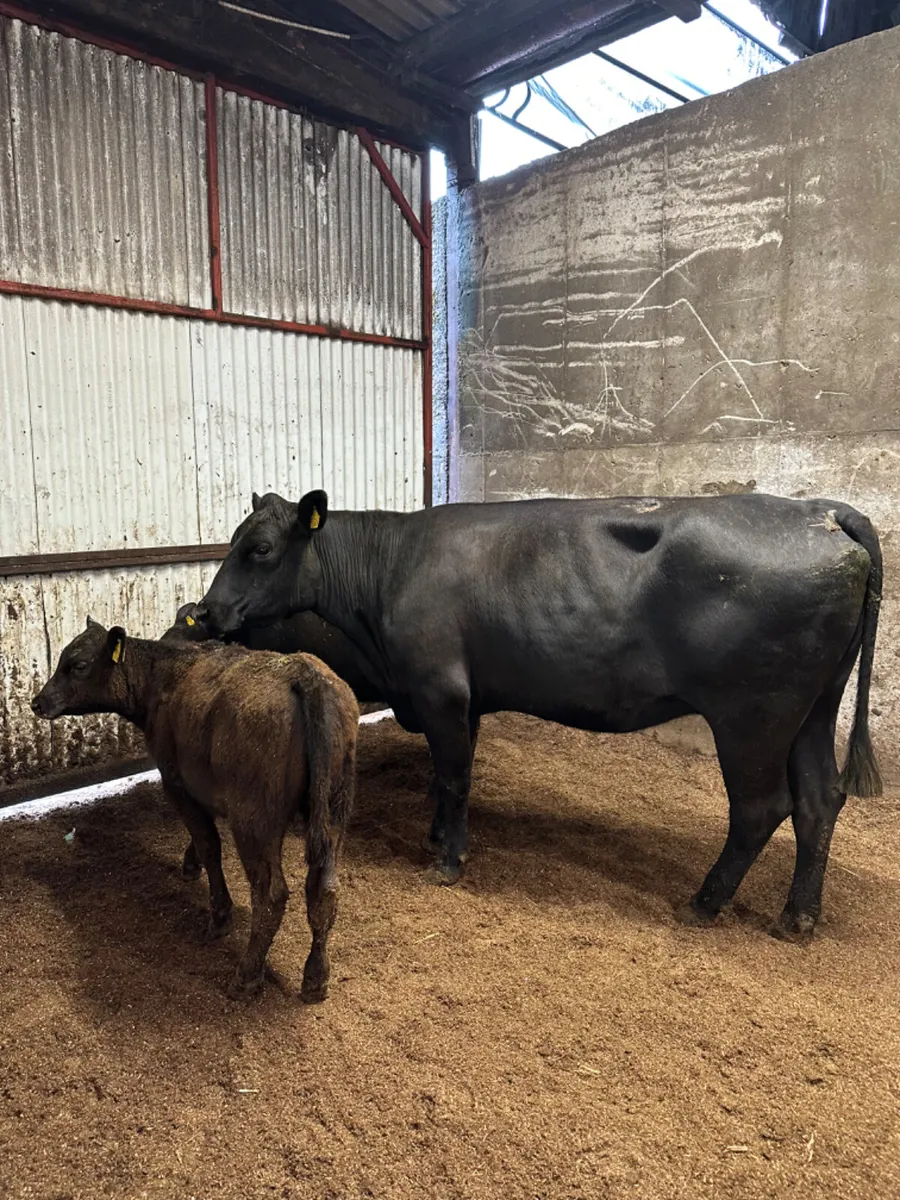 Angus cow with twins - Image 2