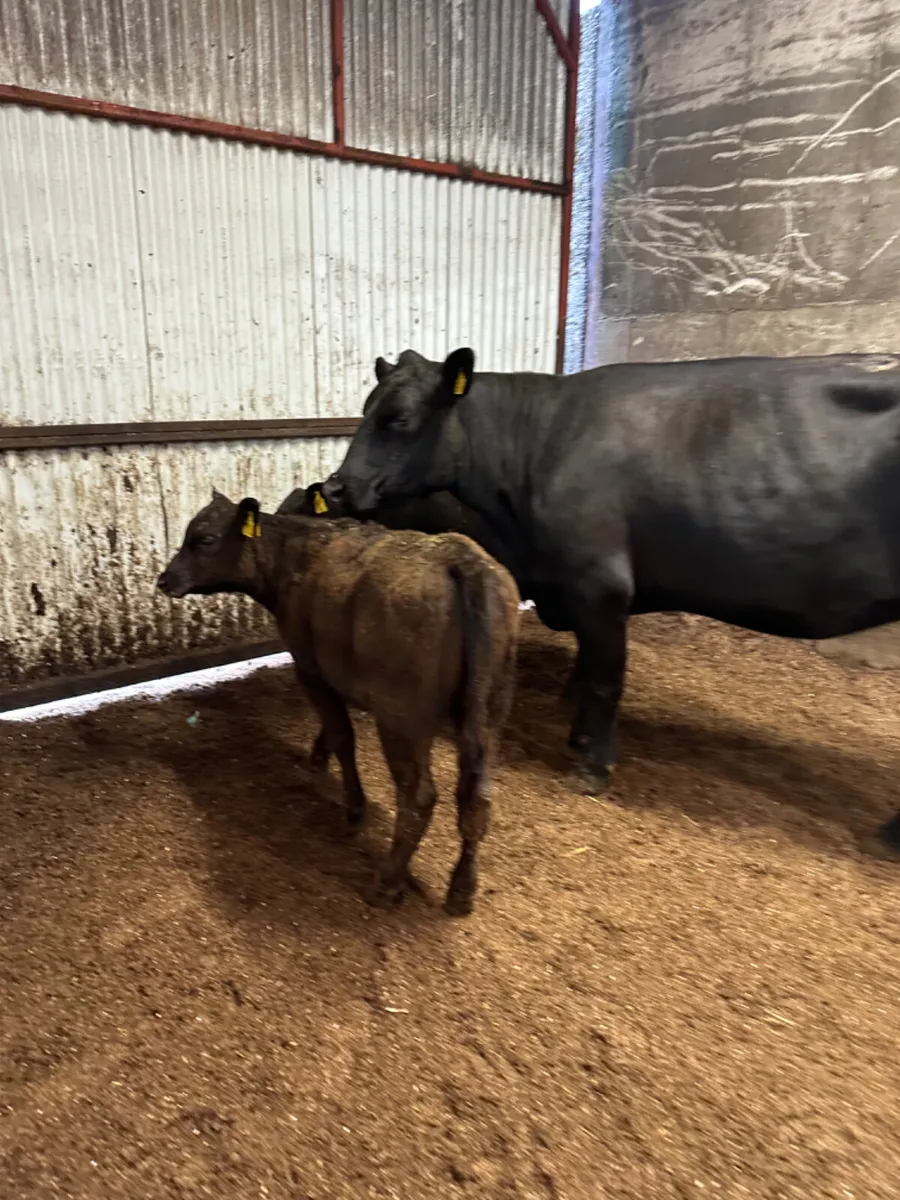Angus cow with twins - Image 3