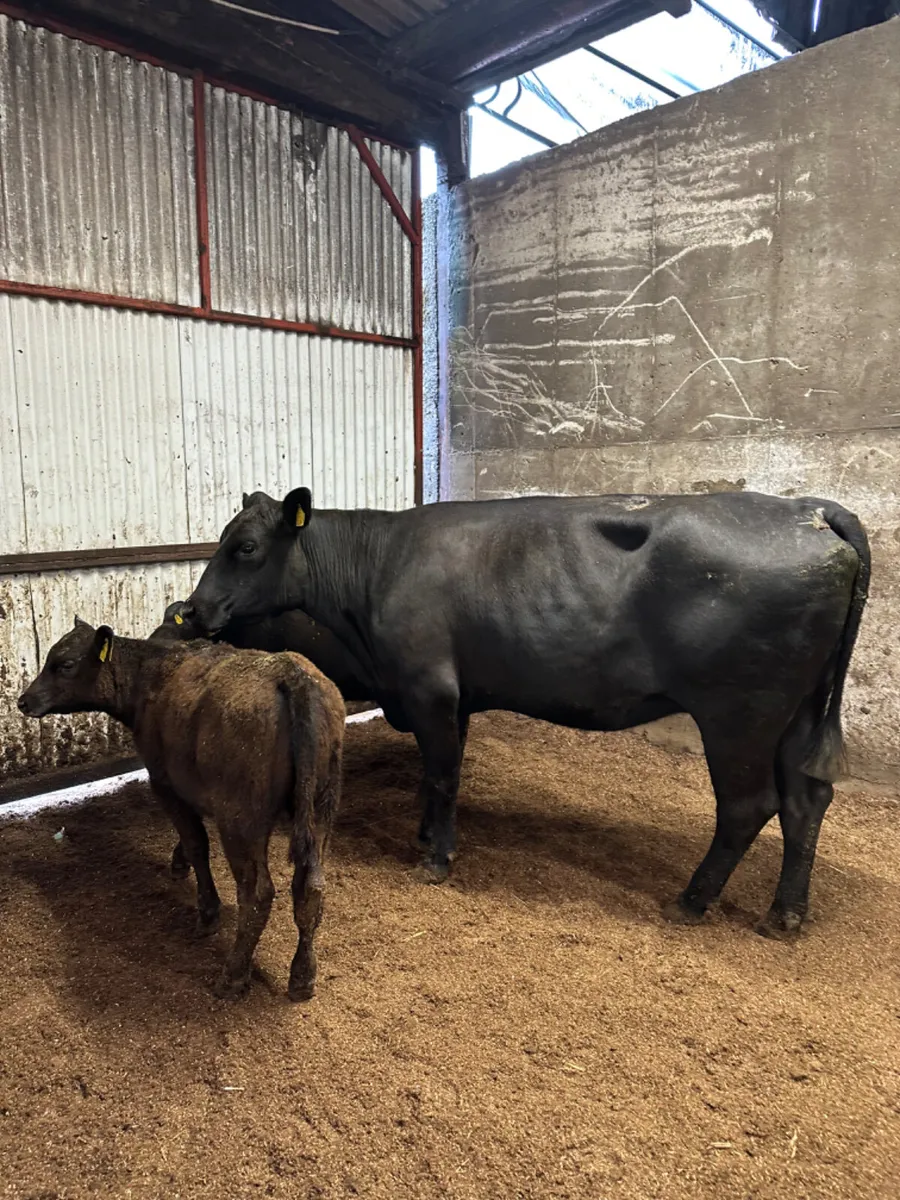 Angus cow with twins - Image 1
