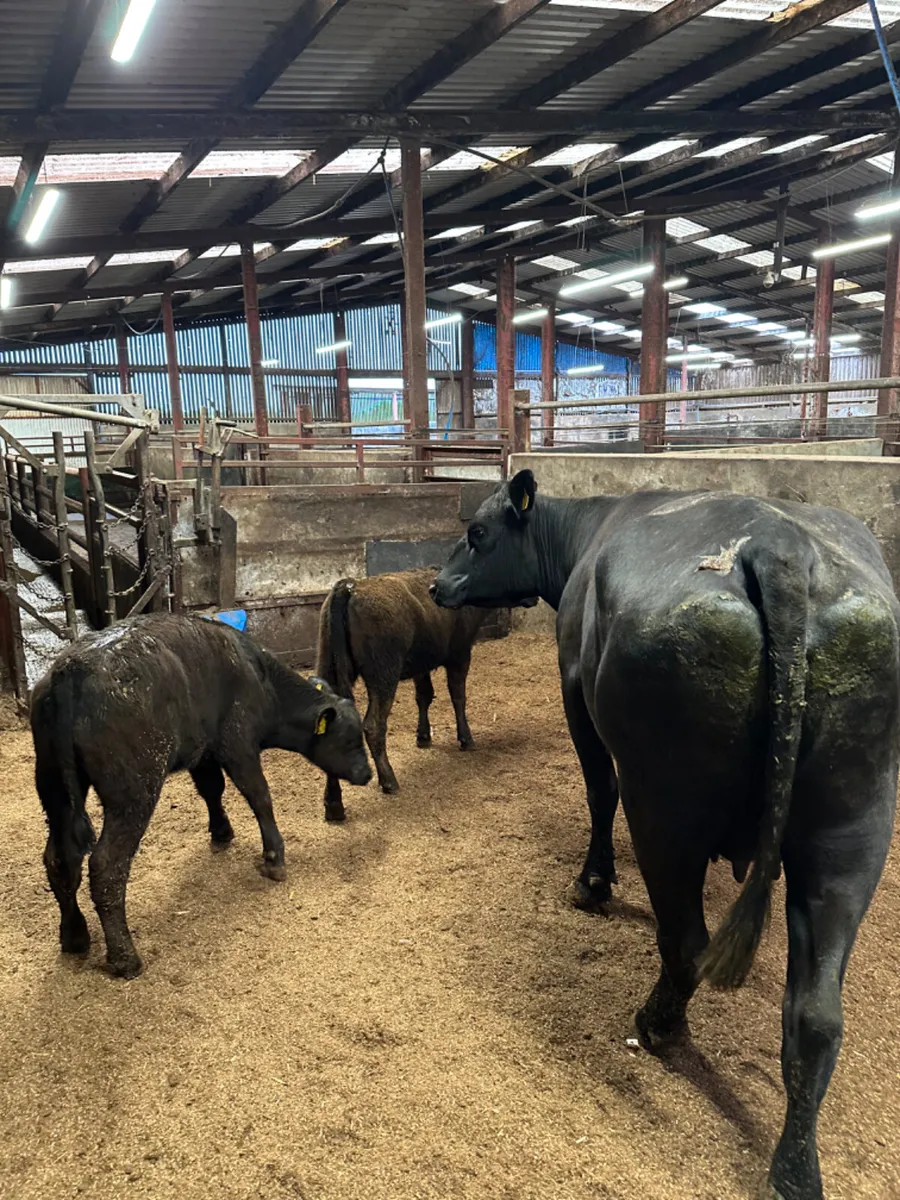 Angus cow with twins - Image 4