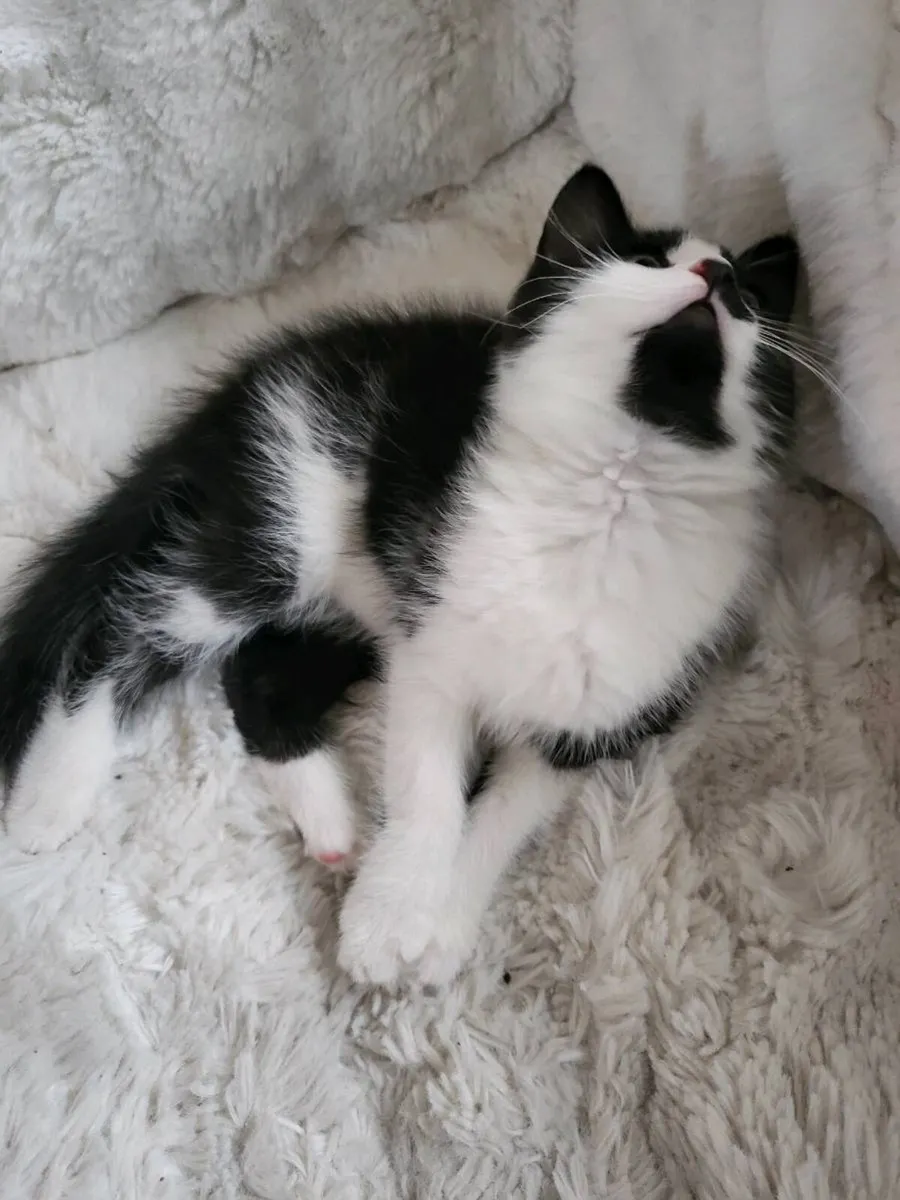 Norwegian forest kittens (mix) 1 kitten left - Image 3