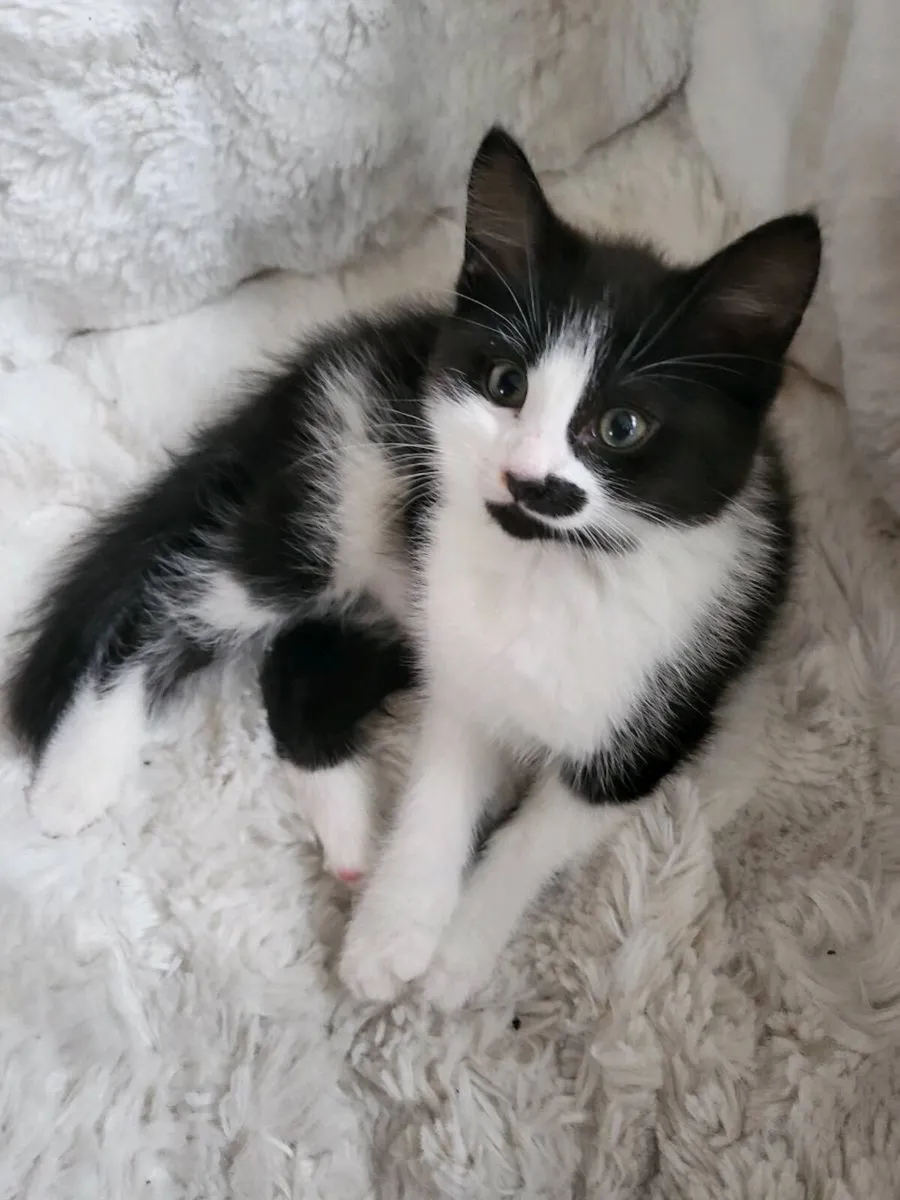 Norwegian forest kittens (mix) 1 kitten left - Image 2