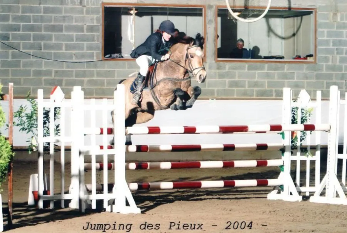 ⭐ Gwennic de Goariva colt - Image 2
