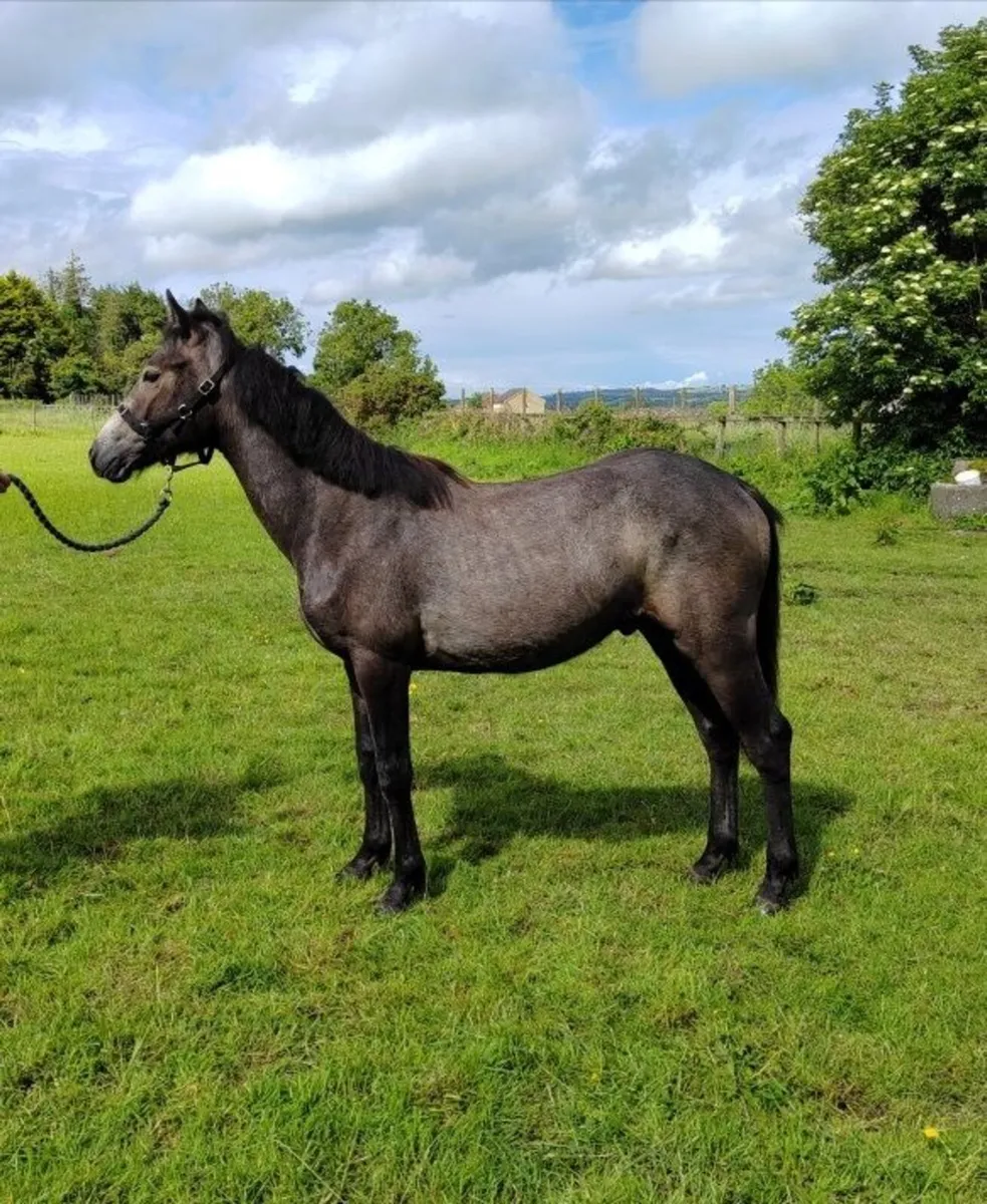 ⭐ Gwennic de Goariva colt - Image 1