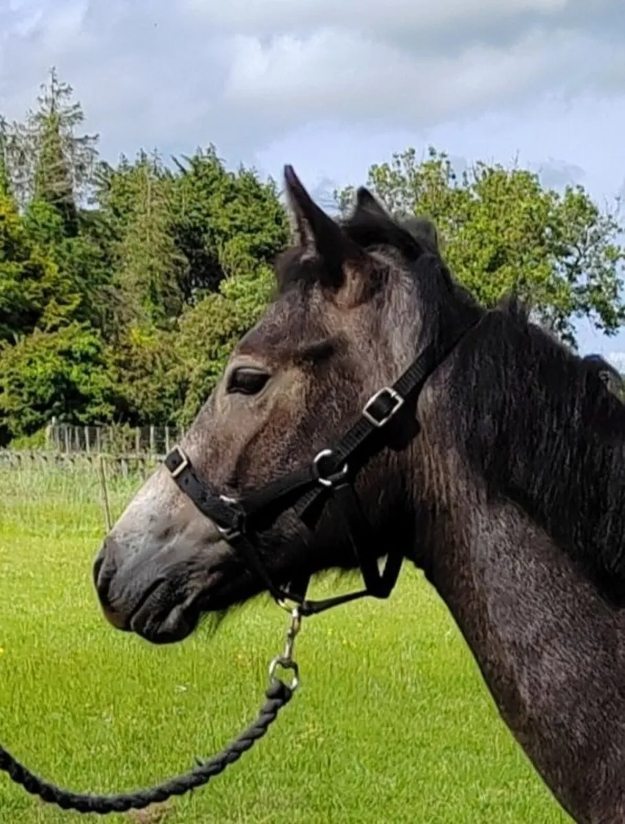 ⭐ Gwennic de Goariva colt - Image 3