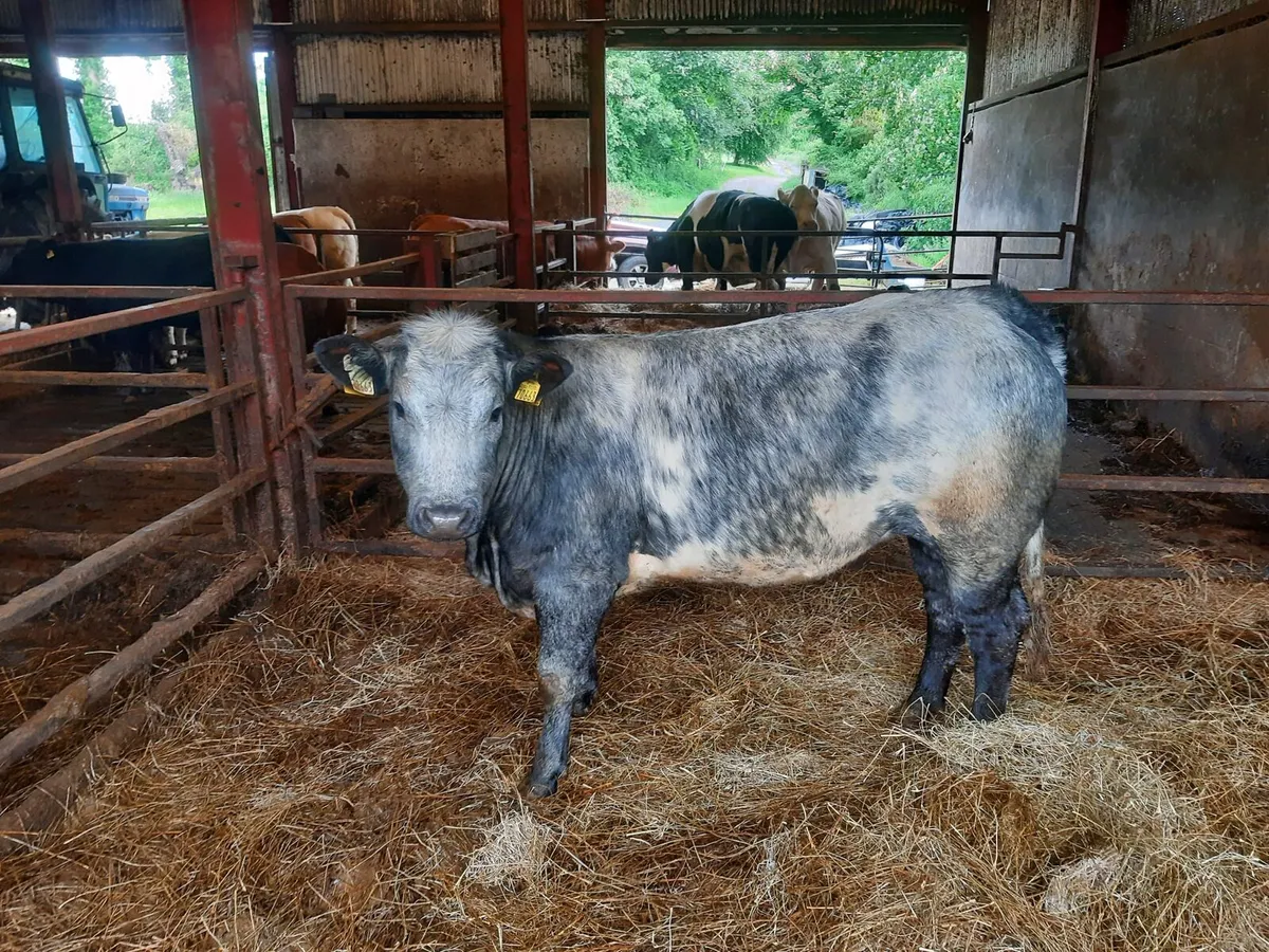 **DOWRA  MART SAT 6TH JUNE *** - Image 4