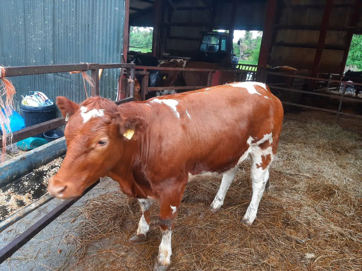 **DOWRA  MART SAT 6TH JUNE *** - Image 2