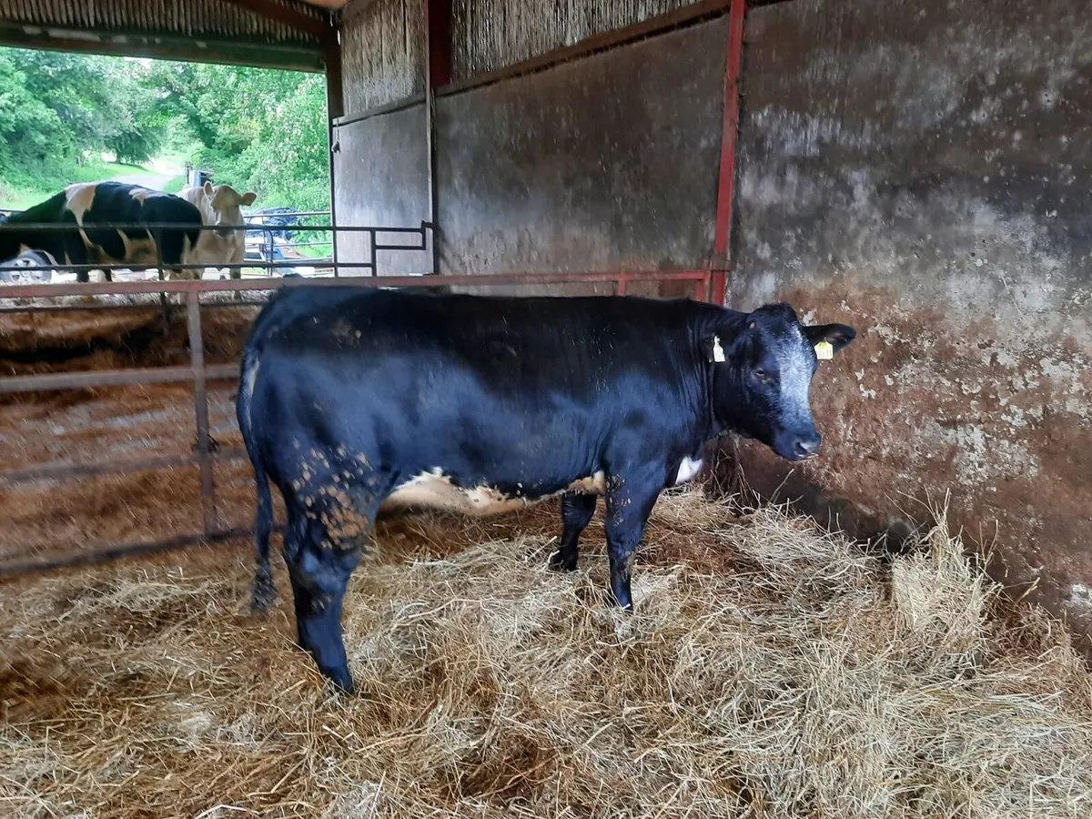 **DOWRA  MART SAT 6TH JUNE *** - Image 3