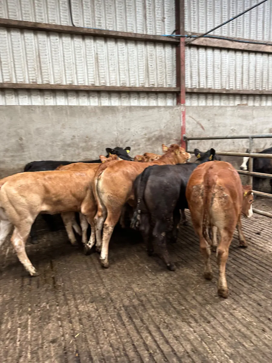 Lim heifers - Image 3