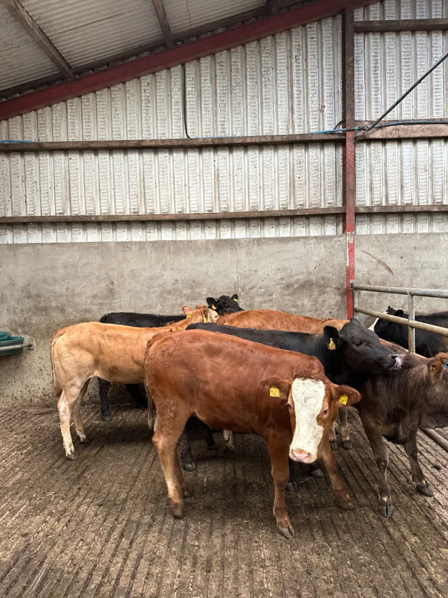 Lim heifers - Image 2