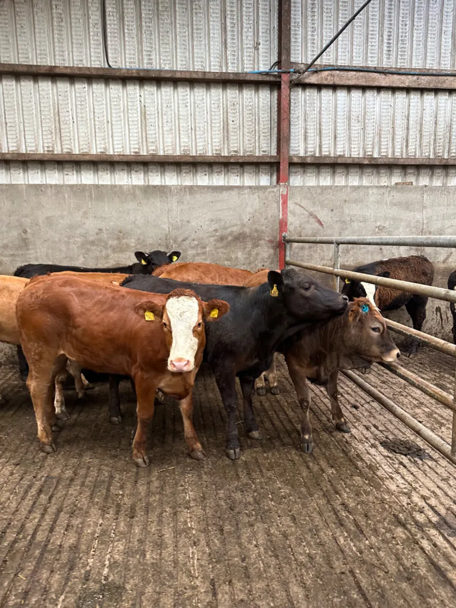 Lim heifers - Image 4