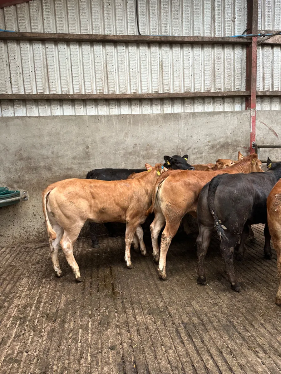 Lim heifers - Image 1