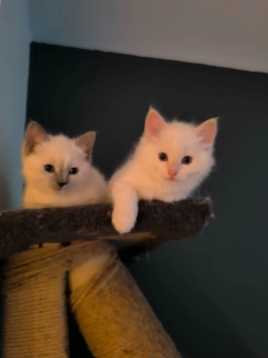 Ragdoll kittens - Image 1