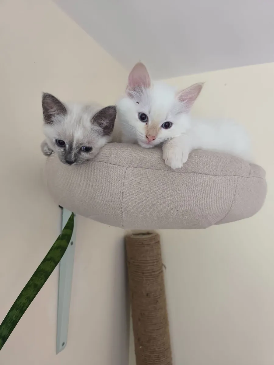 Ragdoll kittens - Image 2