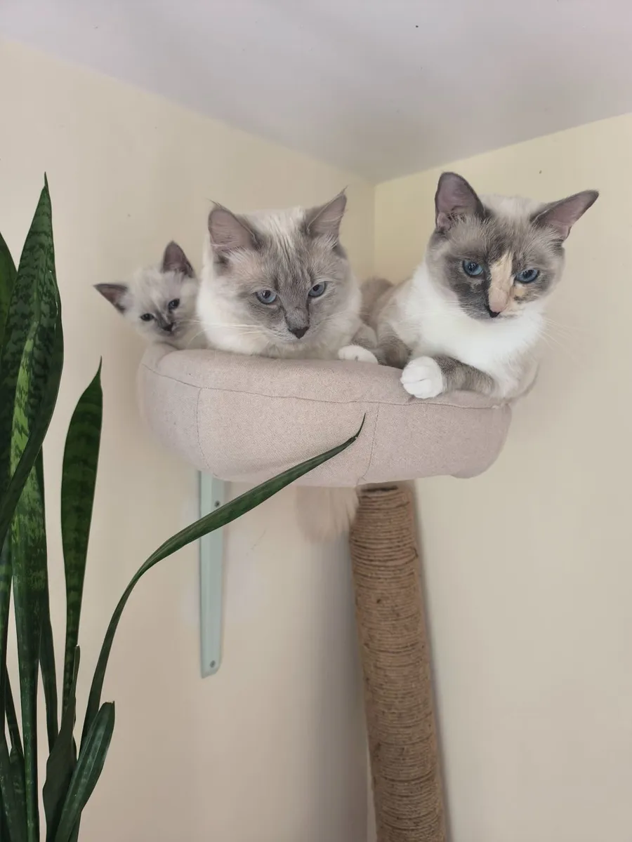 Ragdoll kittens - Image 3