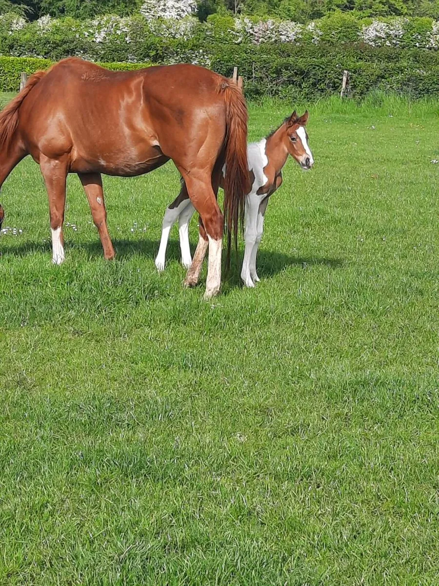Mare and Foal - Image 1