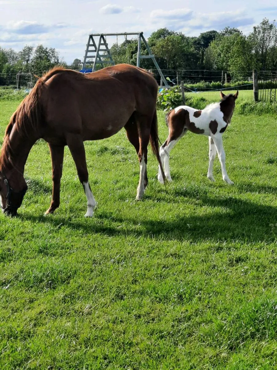 Mare and Foal - Image 2